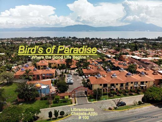 Hadley #223 in Birds of Paradise